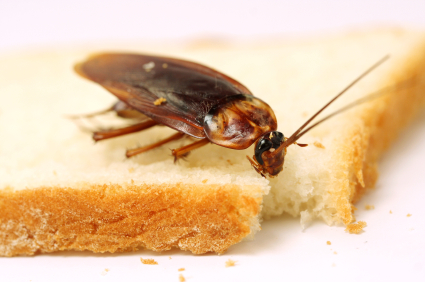 Кога да започнем битка срещу хлебарките?